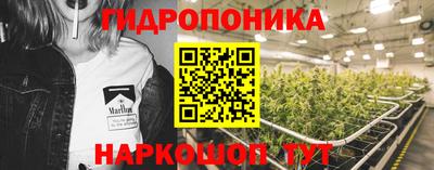гашик Кингисепп